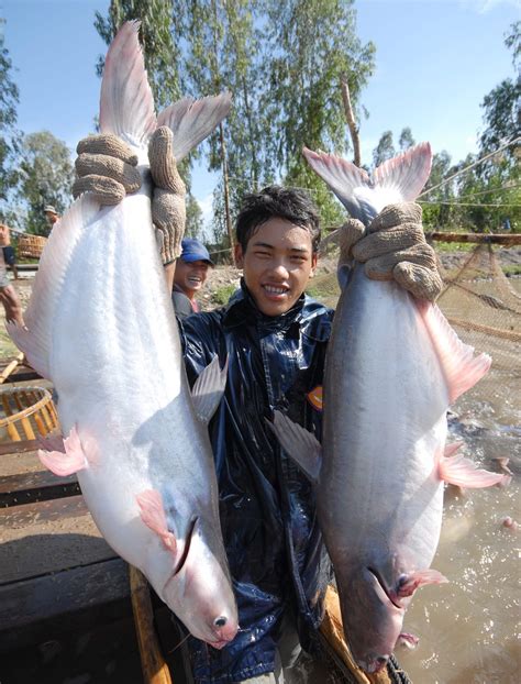 pangasius fish|Pangasius .